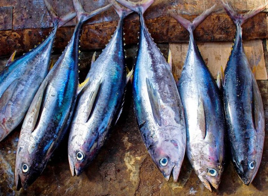 Indonesia Dapat Tambahan Kuota Tangkapan Tuna